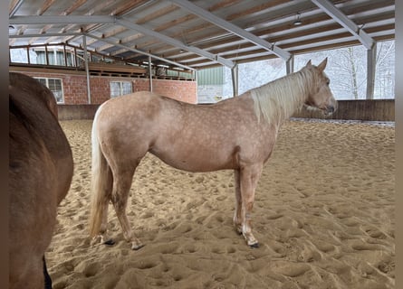 American Quarter Horse, Klacz, 4 lat, 150 cm, Izabelowata