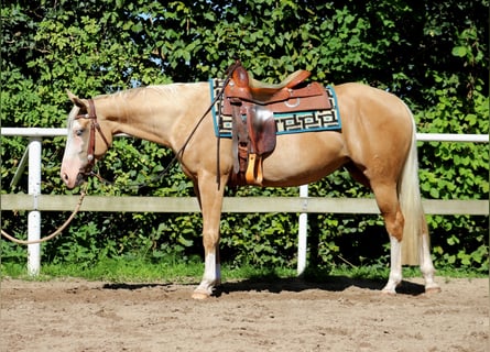 American Quarter Horse, Klacz, 4 lat, 151 cm, Izabelowata