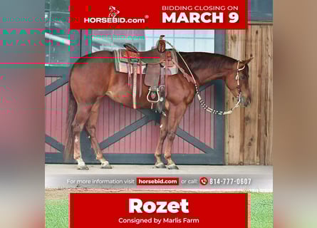 American Quarter Horse, Klacz, 4 lat, 152 cm, Cisawa