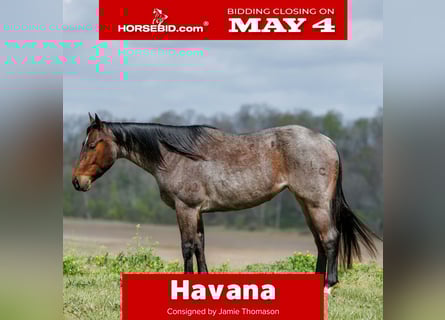 American Quarter Horse, Klacz, 4 lat, 152 cm, Gniadodereszowata