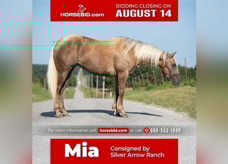 American Quarter Horse, Klacz, 4 lat, 152 cm, Izabelowata