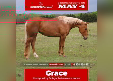 American Quarter Horse, Klacz, 4 lat, 152 cm, Izabelowata