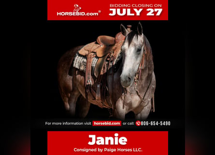 American Quarter Horse, Klacz, 4 lat, 152 cm, Siwa