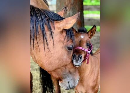 American Quarter Horse, Klacz, 4 lat, 152 cm