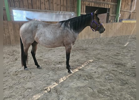 American Quarter Horse, Klacz, 4 lat, 153 cm, Gniadodereszowata