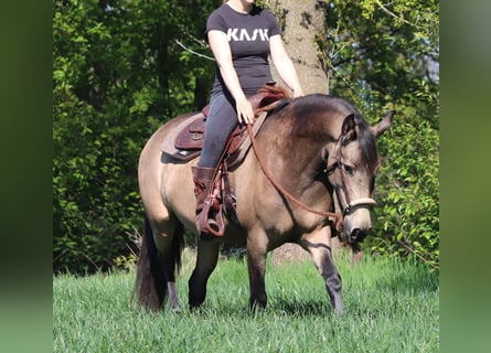 American Quarter Horse Mix, Klacz, 4 lat, 153 cm, Jelenia