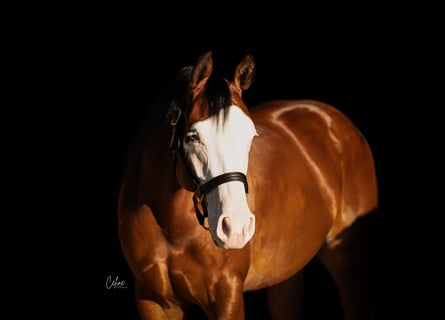 American Quarter Horse, Klacz, 4 lat, 155 cm, Ciemnogniada