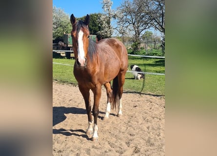 American Quarter Horse, Klacz, 4 lat, 155 cm, Gniada