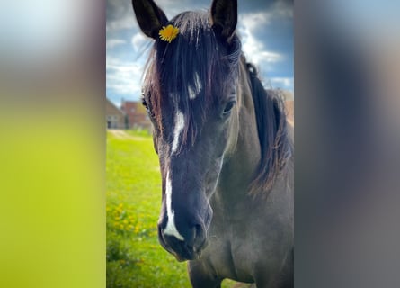 American Quarter Horse, Klacz, 4 lat, 155 cm, Grullo