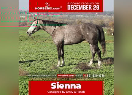 American Quarter Horse, Klacz, 4 lat, 155 cm, Siwa jabłkowita