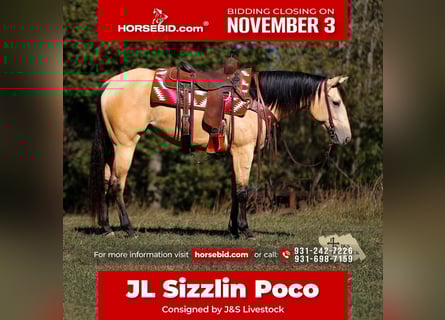 American Quarter Horse, Klacz, 4 lat, 157 cm, Jelenia