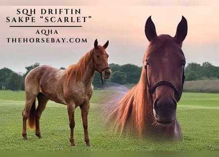 American Quarter Horse, Klacz, 4 lat, 157 cm, Kasztanowatodereszowata