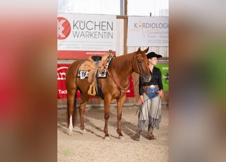American Quarter Horse, Klacz, 4 lat, 158 cm, Kasztanowata