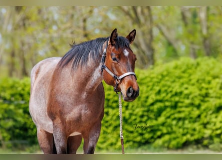American Quarter Horse, Klacz, 4 lat, 162 cm, Gniadodereszowata