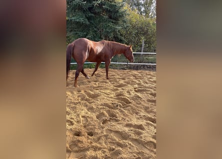 American Quarter Horse, Klacz, 4 lat, 163 cm, Gniada