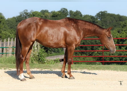 American Quarter Horse, Klacz, 4 lat, Cisawa