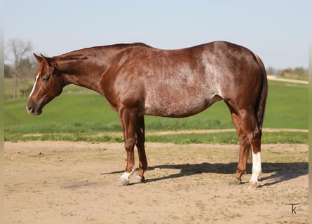 American Quarter Horse, Klacz, 4 lat, Cisawa