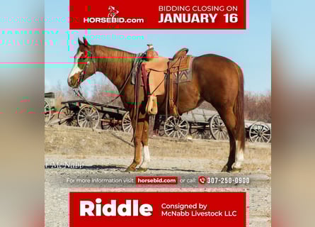 American Quarter Horse, Klacz, 4 lat, Cisawa