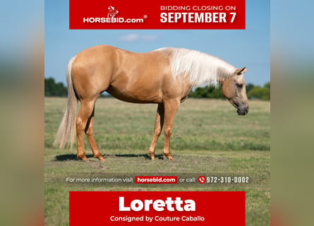 American Quarter Horse, Klacz, 4 lat, Izabelowata