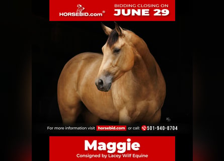 American Quarter Horse, Klacz, 4 lat, Jelenia