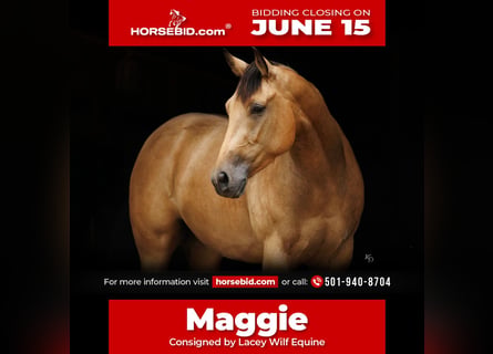 American Quarter Horse, Klacz, 4 lat, Jelenia