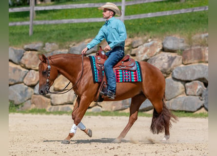 American Quarter Horse, Klacz, 4 lat, Kasztanowata
