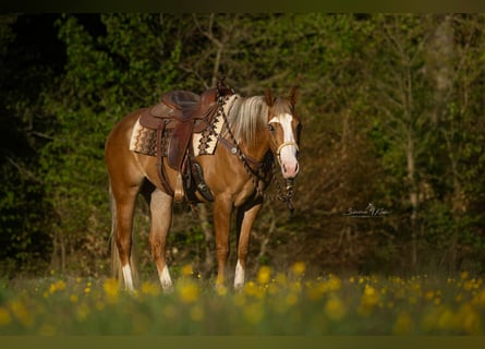 American Quarter Horse, Klacz, 4 lat, Kasztanowatodereszowata