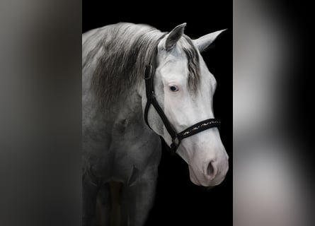 American Quarter Horse, Klacz, 4 lat, Overo wszelkich maści