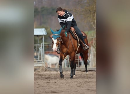 American Quarter Horse, Klacz, 4 lat