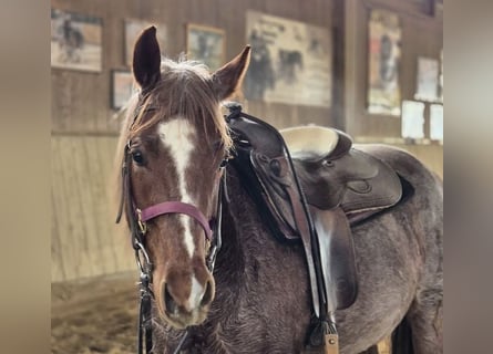 American Quarter Horse, Klacz, 5 lat, 145 cm, Kasztanowatodereszowata