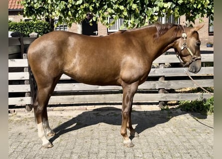 American Quarter Horse, Klacz, 5 lat, 148 cm, Ciemnokasztanowata