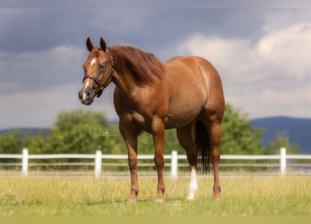 American Quarter Horse, Klacz, 5 lat, 148 cm, Kasztanowata