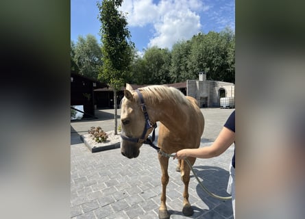 American Quarter Horse, Klacz, 5 lat, 149 cm, Izabelowata