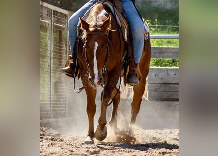 American Quarter Horse, Klacz, 5 lat, 149 cm, Kasztanowata