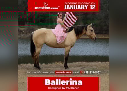 American Quarter Horse, Klacz, 5 lat, 150 cm, Jelenia