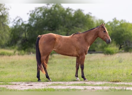 American Quarter Horse, Klacz, 5 lat, 152 cm, Gniada