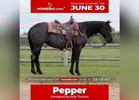 American Quarter Horse, Klacz, 5 lat, 152 cm, Karodereszowata