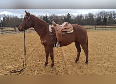 American Quarter Horse, Klacz, 5 lat, 153 cm, Kasztanowata