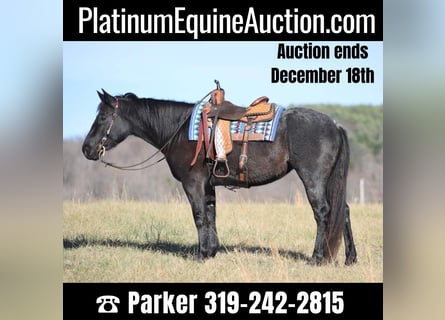American Quarter Horse, Klacz, 5 lat, 155 cm, Karodereszowata