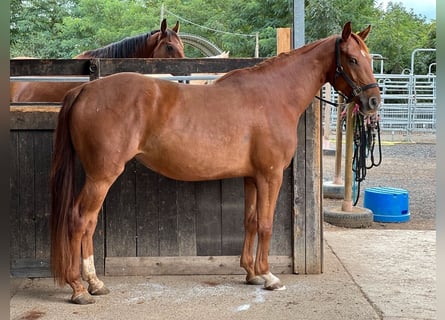 American Quarter Horse Mix, Klacz, 5 lat, 162 cm, Kasztanowata