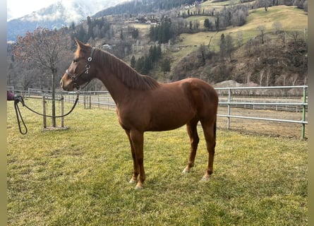 American Quarter Horse, Klacz, 5 lat, Kasztanowata