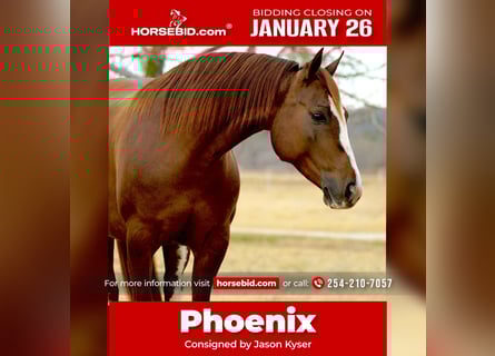 American Quarter Horse, Klacz, 6 lat, 142 cm, Cisawa