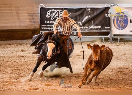 American Quarter Horse, Klacz, 6 lat, 150 cm, Gniada