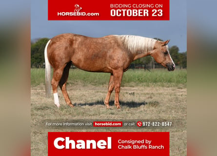American Quarter Horse, Klacz, 6 lat, 150 cm, Izabelowata