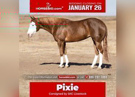 American Quarter Horse, Klacz, 6 lat, 152 cm, Cisawa