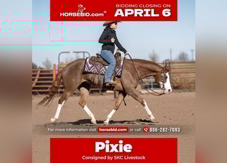 American Quarter Horse, Klacz, 6 lat, 152 cm, Cisawa