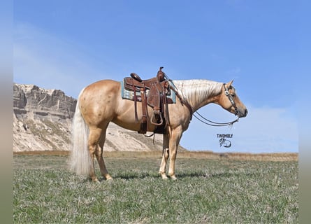 American Quarter Horse, Klacz, 6 lat, 152 cm, Izabelowata