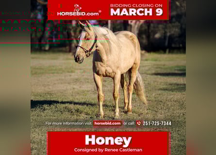 American Quarter Horse, Klacz, 6 lat, 152 cm, Izabelowata