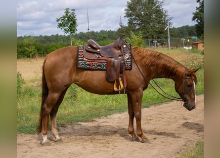 American Quarter Horse, Klacz, 6 lat, 154 cm, Kasztanowata