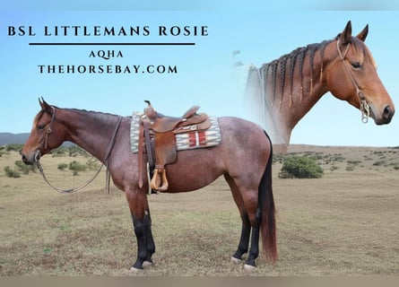 American Quarter Horse, Klacz, 6 lat, 155 cm, Gniadodereszowata